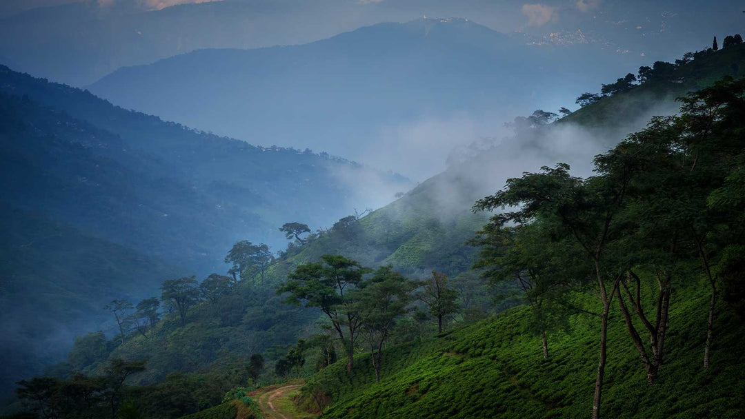 <tc>Darjeeling first flush</tc>