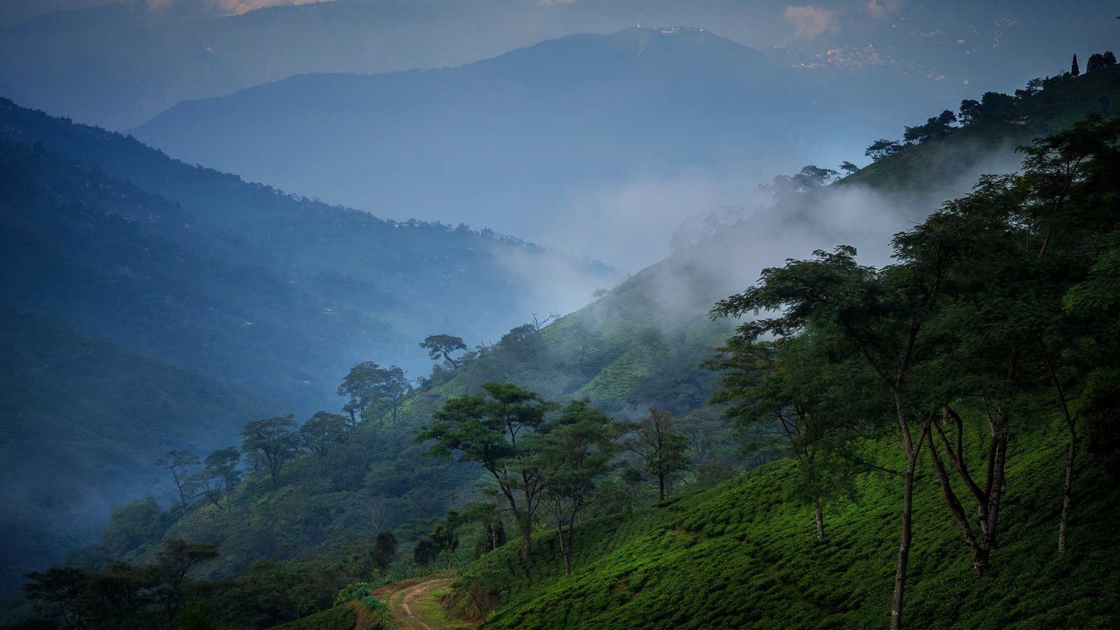 Darjeeling First Flush